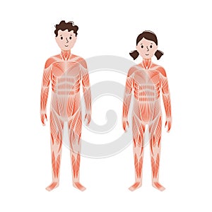 Human muscular system