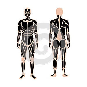 Human muscular system