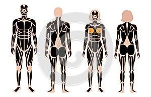 Human muscular system