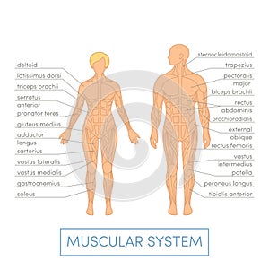 Human muscular system