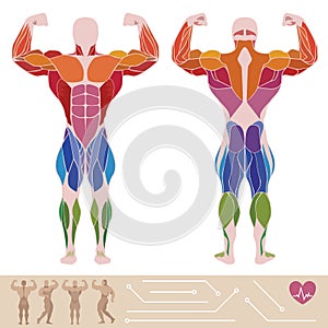 The human muscular system, anatomy, posterior and anterior view, photo
