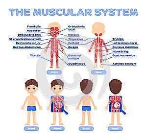 Human Muscular System and Cute Boy in a Cartoon style for School Children. Front Back View. Name of Muscles. Poster for Biology,