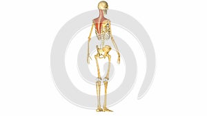 Human musculoskeletal system