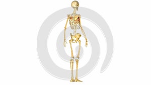 Human musculoskeletal system