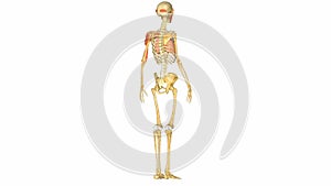 Human musculoskeletal system