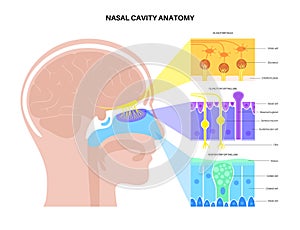 nasal cavity anatomy photo