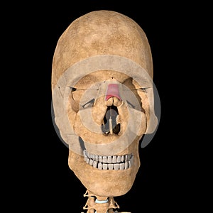 Human nasalis muscle on skeleton