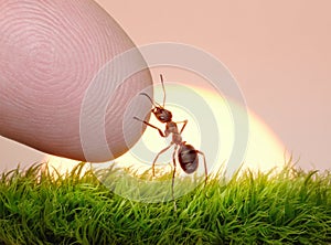 Human, nature and ant - finger of friendship photo