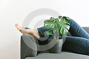 Human and nature, Houseplants growing in living room for indoor air purification and home decorative