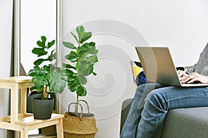 Human and nature, Houseplants growing in living room for indoor air purification and home decorative, Woman working from home