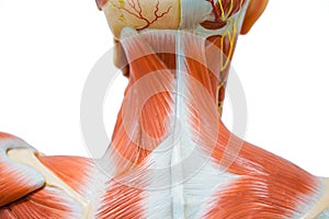 Human neck muscle anatomy