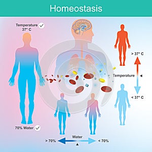 The human needs water and body temperature In the right amount photo