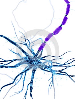 A human nerve cell
