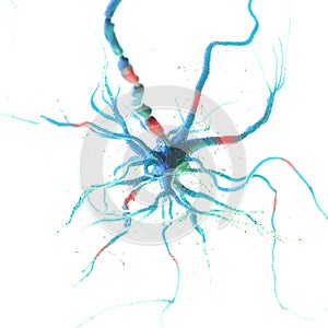 a human nerve cell