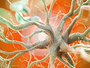 a human nerve cell