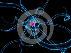 Human nerve cell