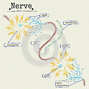 The human nerve structure