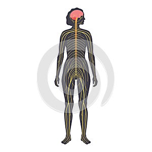 Human nervous system