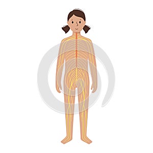 Human nervous system