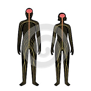 Human nervous system