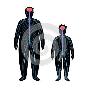 Human nervous system