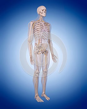 The human nervous system