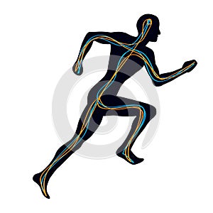 Human Nervous System