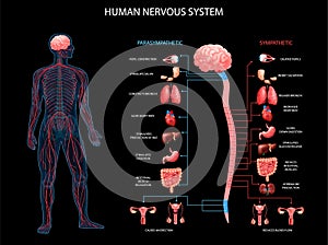 Human Nervous System Background