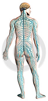 Human nervous system diagram.
