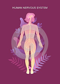 Human nervous system educational scheme