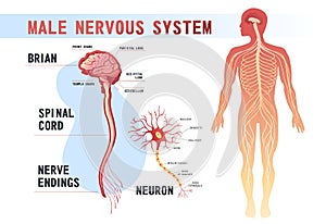 Human nervous system educational scheme