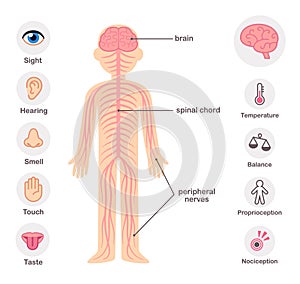 Human nervous system photo