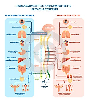 Human nervous system medical vector illustration diagram with parasympathetic and sympathetic nerves and connected inner organs. photo