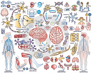 Human nervous system with nerve, brain and cord items outline collection set