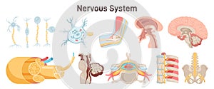 Human nervous system organs set. Parasympathetic and sympathetic photo
