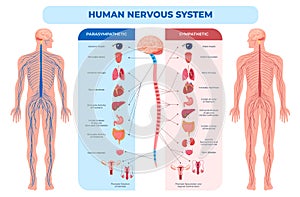 Human nervous system parasympathetic and sympathetic scheme vector flat illustration photo