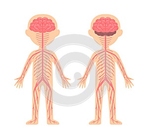 Human Nervous System. Template, Diagram for Lesson of Anatomy and Biology. Front and Back View. Education for Children. Cartoon