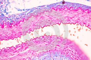 Human nervous system under the microscope in Lab.