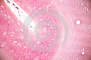 Human nervous system under the microscope in Lab.