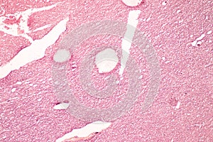 Human nervous system under the microscope in Lab.