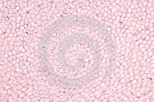 Human nervous system under the microscope in Lab.