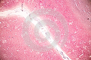 Human nervous system under the microscope in Lab.