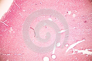 Human nervous system under the microscope in Lab.