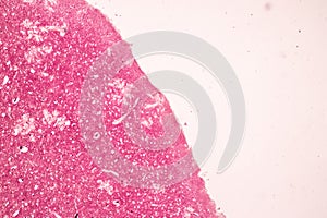 Human nervous system under the microscope in Lab.