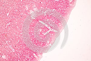 Human nervous system under the microscope in Lab.