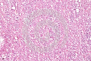 Human nervous system under the microscope in Lab.