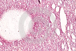 Human nervous system under the microscope in Lab.