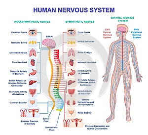 Human Nervous System Vector Diagram