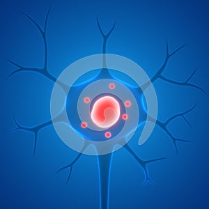 Human Neuron Cell Anatomy