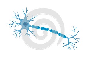 Human neuron structure. Brain neuron cell illustration. Synapses, myelin sheat, cell body, nucleus, axon and dendrites